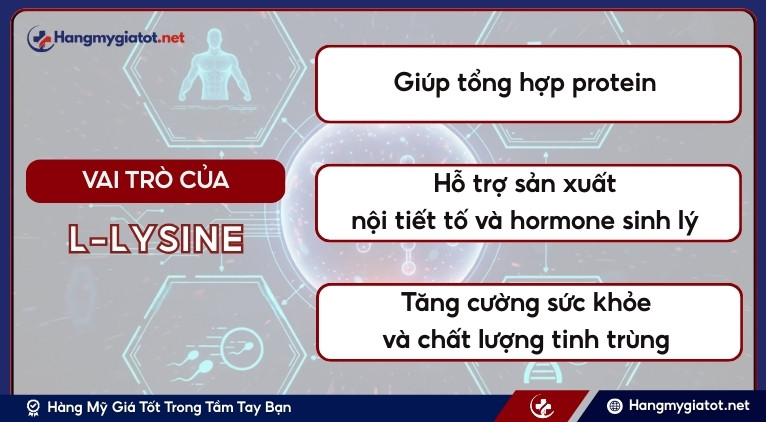 Vai trò của L-Lysine trong sức khỏe sinh lý nam