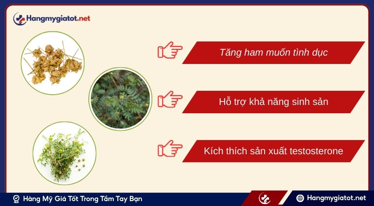 Vai trò của Tribulus trong Cravimax