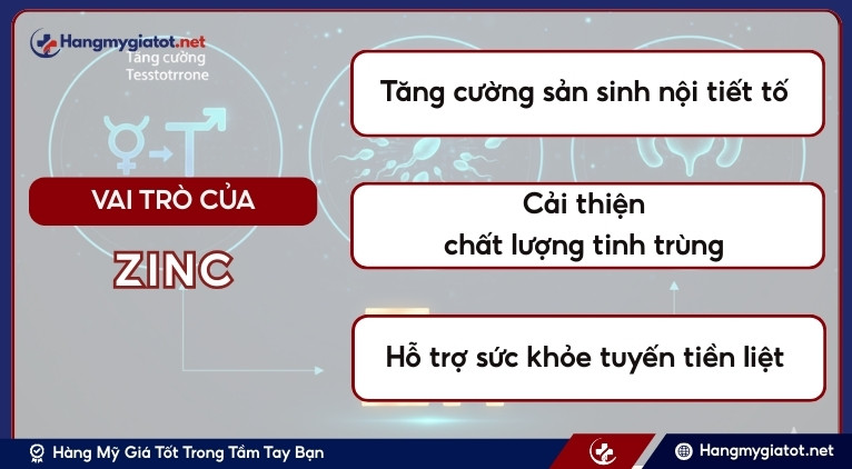 Zinc có vai trò gì trong sinh lý nam?