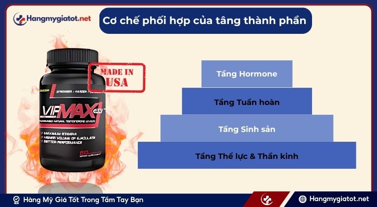 Cơ chế phối hợp của các thành phần trong Vipmax RX