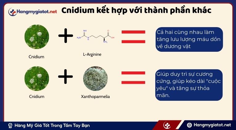 Cnidium kết hợp với các thành phần khác trong Vipmax RX