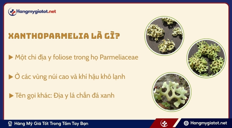 Xanthoparmelia là gì?