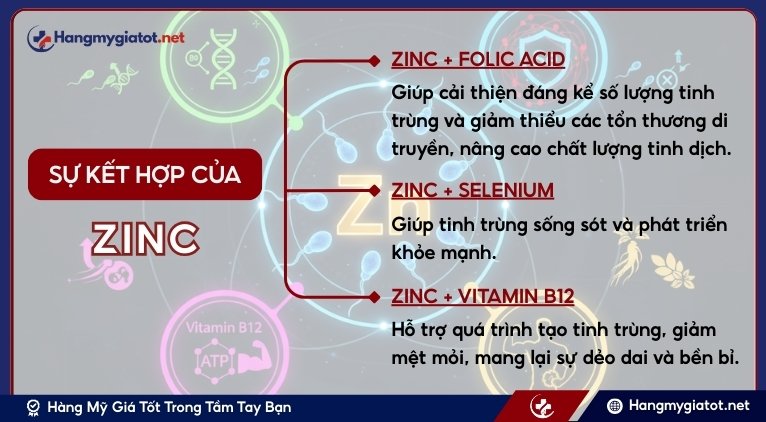 Công dụng của Zinc khi kết hợp với các hoạt chất khác trong Winmax Plus