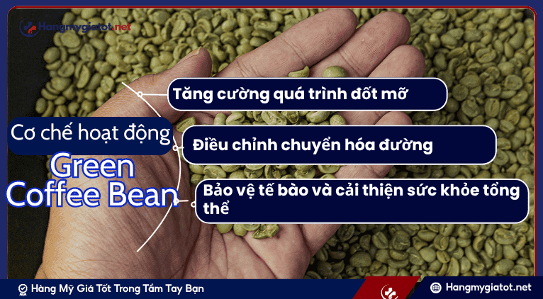 Cơ chế hoạt động của Green Coffee Bean đối với quản lý cân nặng