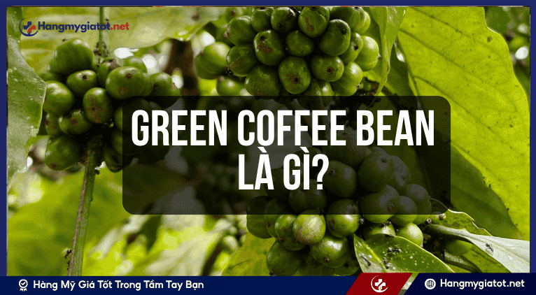 Green Coffee Bean là gì? Thông tin cơ bản