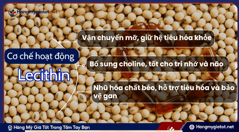 Cơ Chế Hoạt Động Cốt Lõi của Lecithin