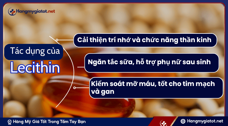 Tác Dụng Thiết Yếu của Lecithin đối với Sức Khỏe Toàn Diện