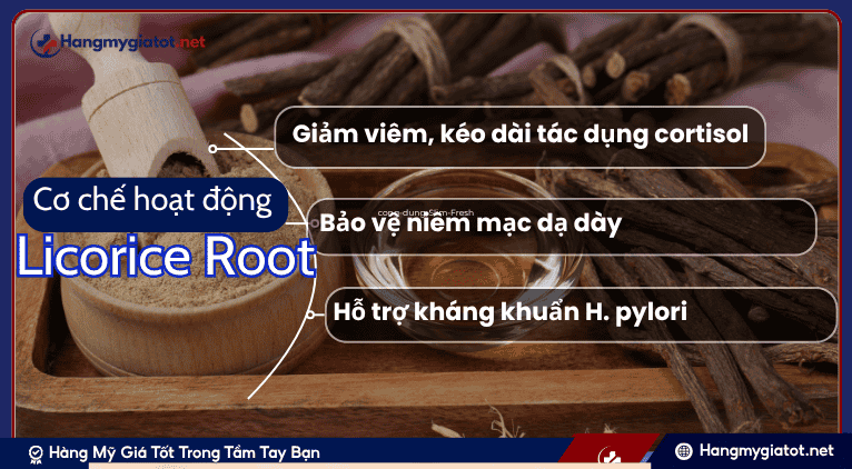 Cơ Chế Hoạt Động Chuyên Sâu của Licorice Root