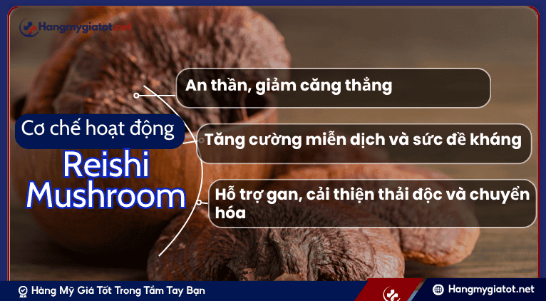 Cơ chế hoạt động của Reishi Mushroom