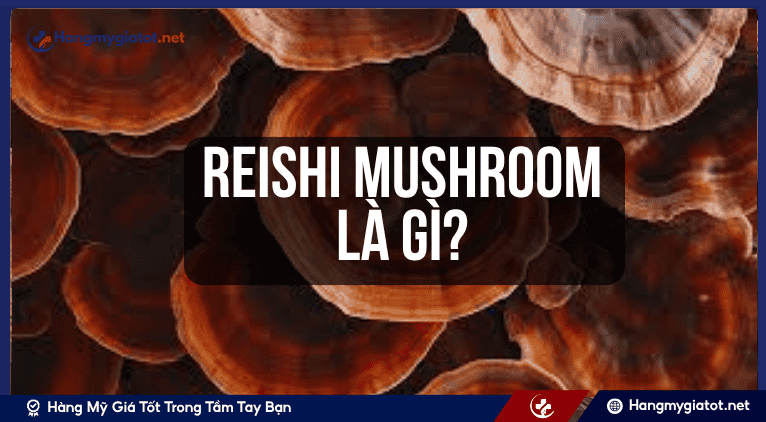 Reishi Mushroom là gì? 
