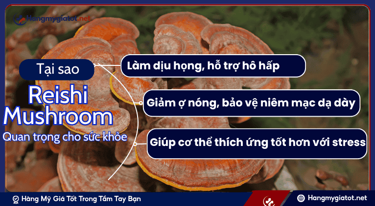 Tại sao Reishi Mushroom quan trọng cho Giảm Stress và Sức Khỏe Toàn Diện?