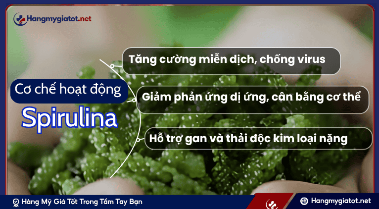 Cơ Chế Hoạt Động Cốt Lõi của Spirulina (Tác dụng Miễn dịch và Thải độc)