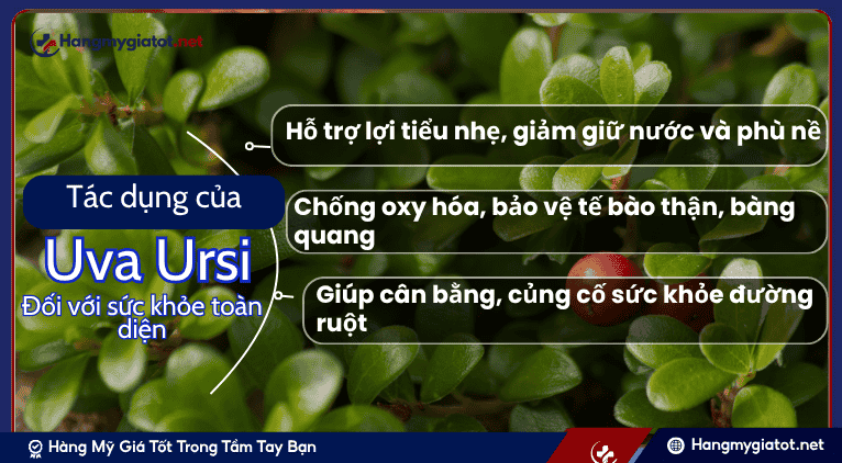 Tác Dụng Thiết Yếu của Uva Ursi đối với Sức Khỏe Toàn Diện