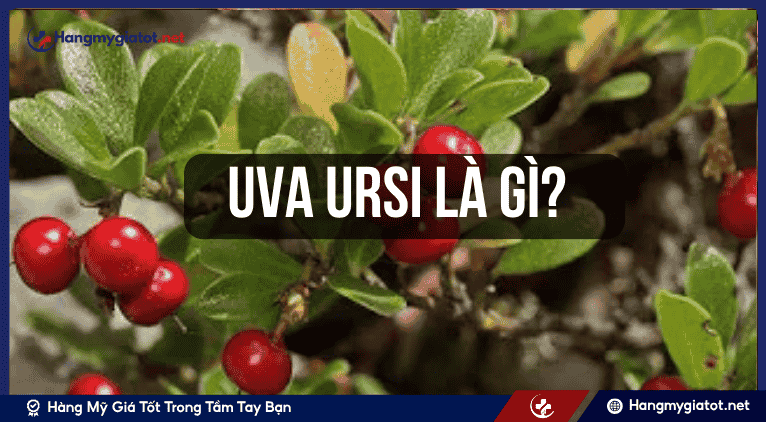 Uva Ursi là gì?