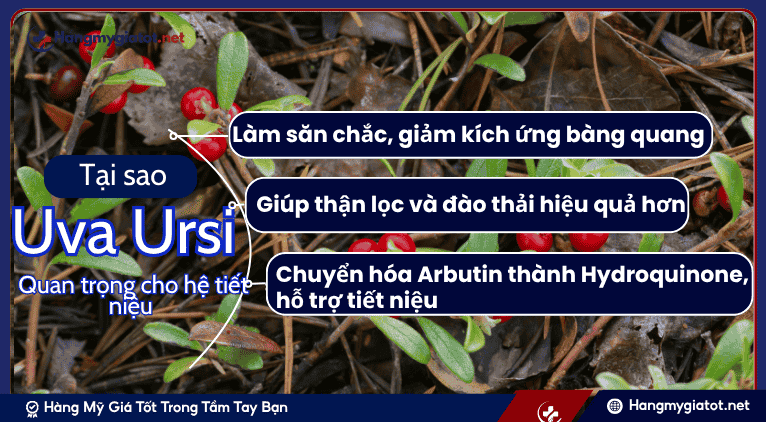 Tại sao Uva Ursi Quan Trọng cho Hệ Tiết Niệu?