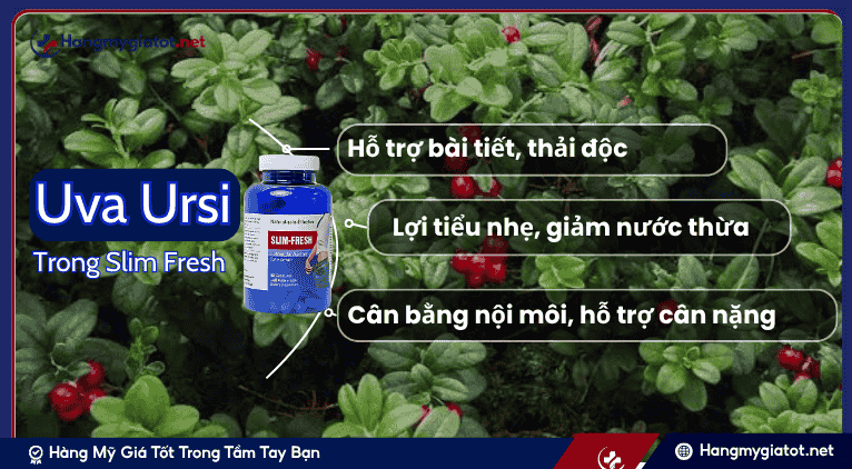Uva Ursi và Vai trò trong Công Thức Slim Fresh